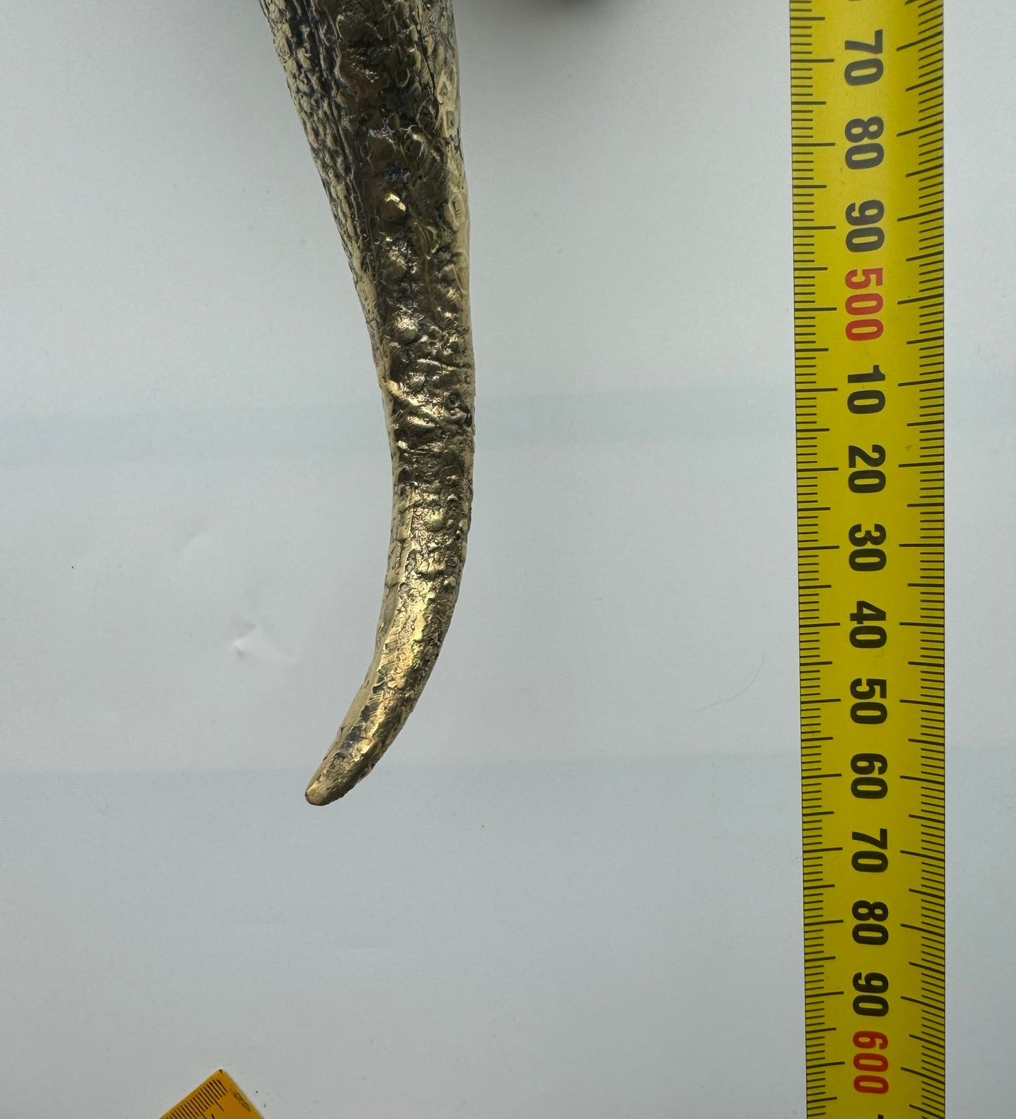 Triceratops horridus 56cm