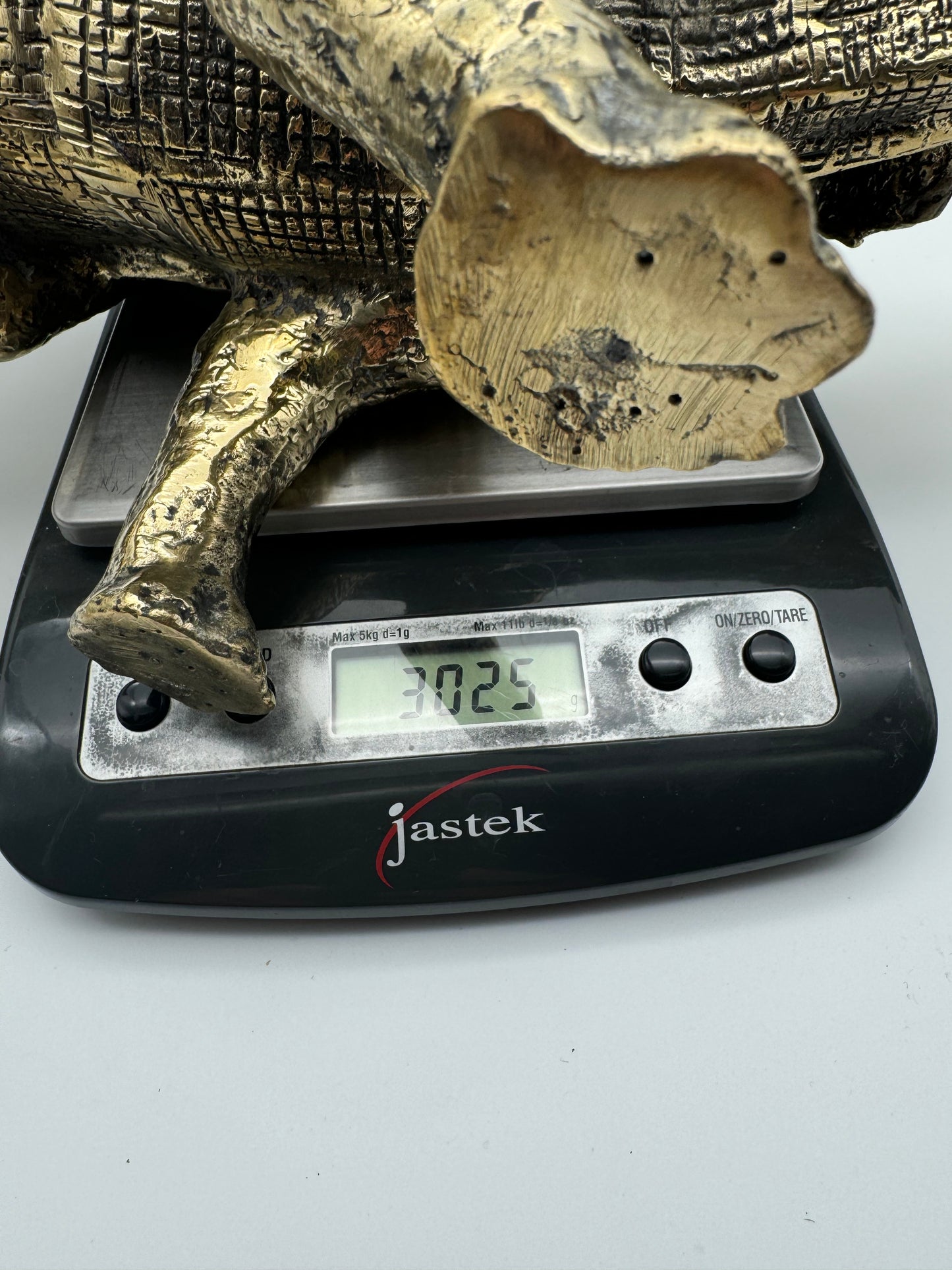 Triceratops horridus 56cm