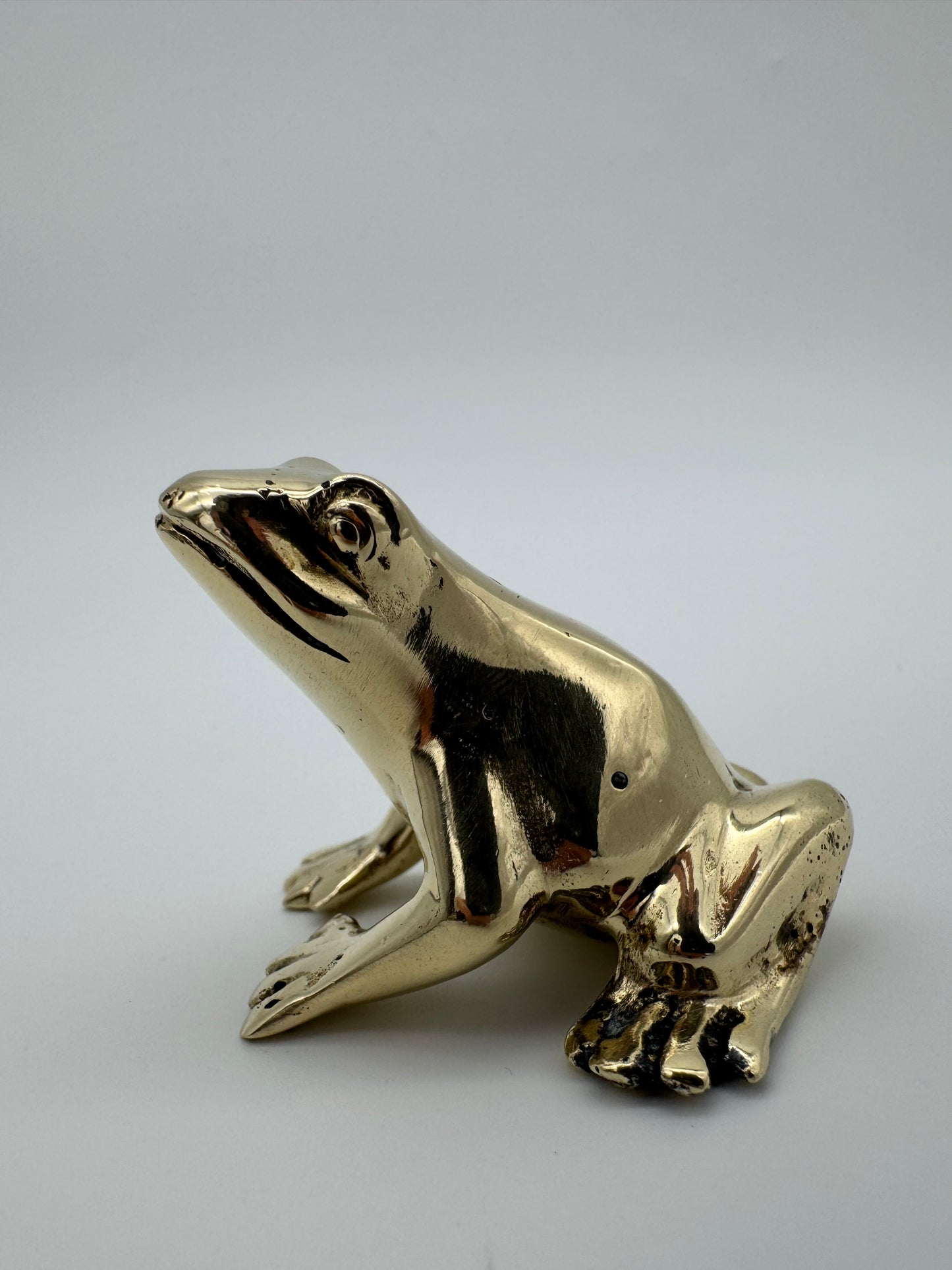 Green Tree Frog 1
