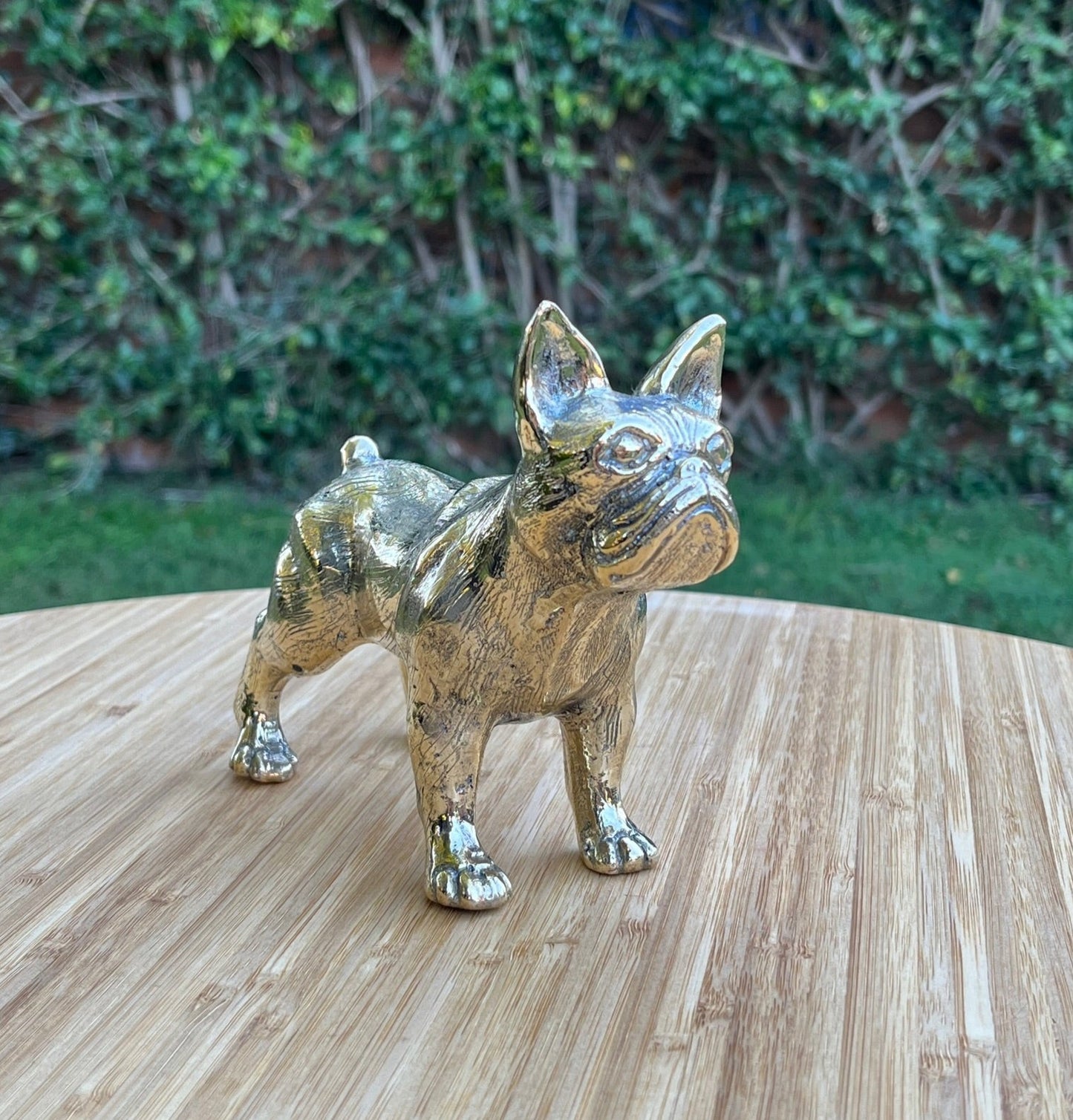 French Bulldog Frenchie standing