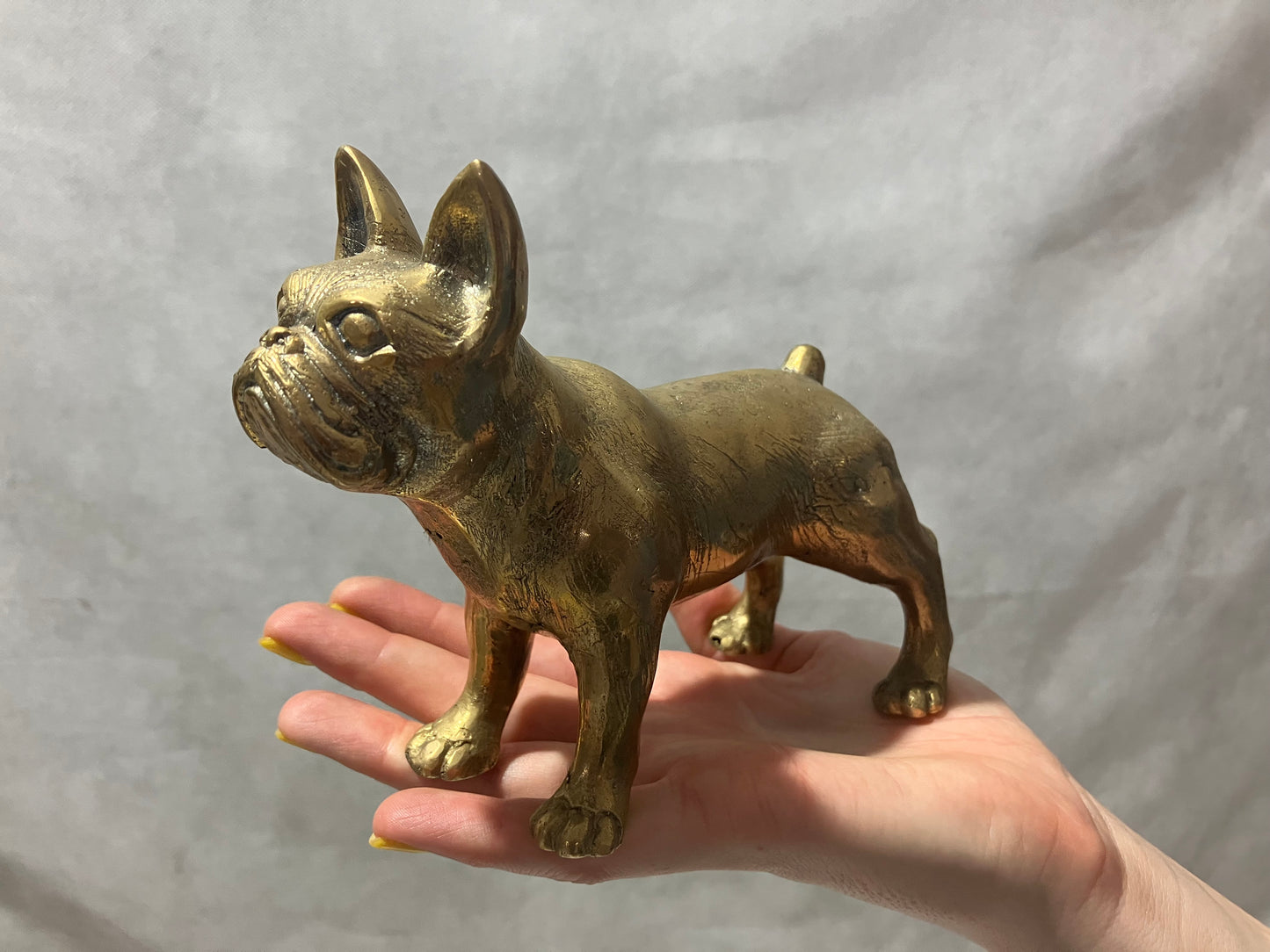 French Bulldog Frenchie standing