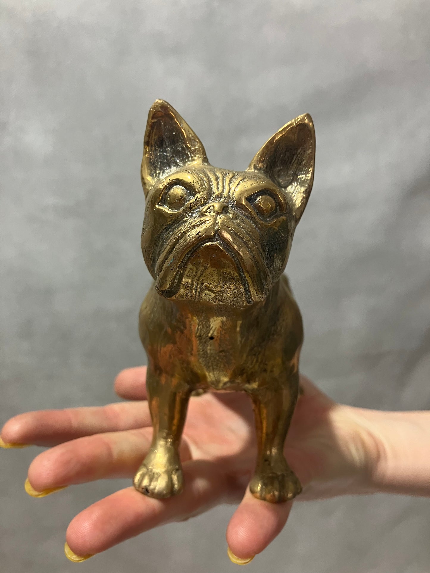 French Bulldog Frenchie standing