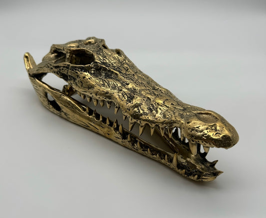 Crocodile Skull (22cm)