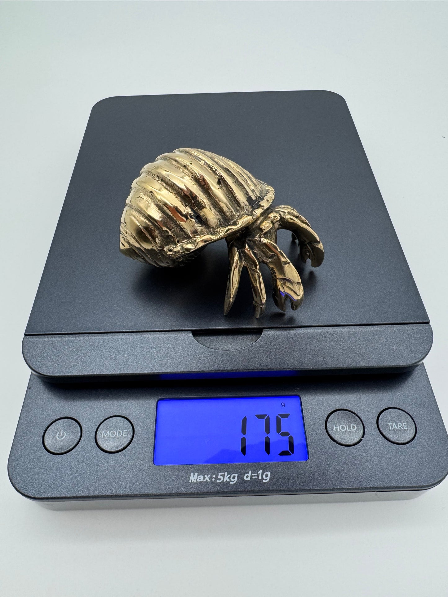 Hermit Crab, 8cm