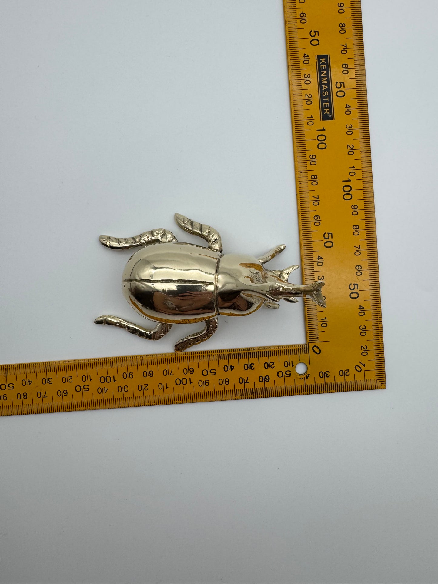 Rhinoceros rhino Beetle, 10cm